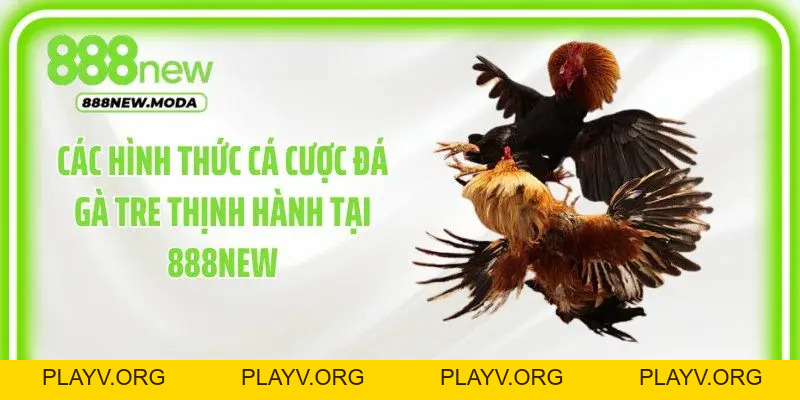 Đá Gà Tre: Đặt Cược Trực Tuyến Luôn Thắng Lớn Tại 888New - PLAYV.ORG
