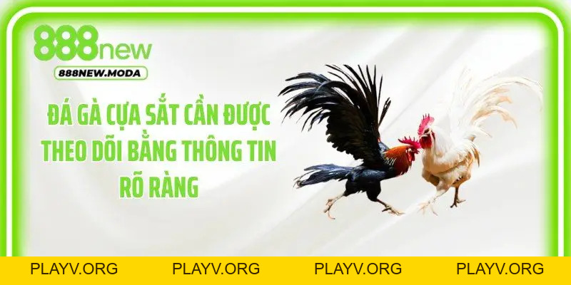 Đá Gà Cựa Sắt: Cách Theo Dõi Trận Đấu Trực Tuyến - PLAYV.ORG