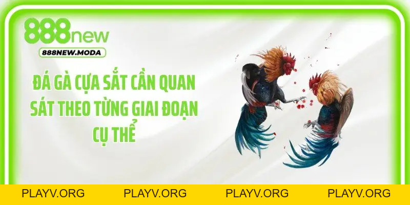 Đá Gà Cựa Sắt: Cách Theo Dõi Trận Đấu Trực Tuyến - PLAYV.ORG
