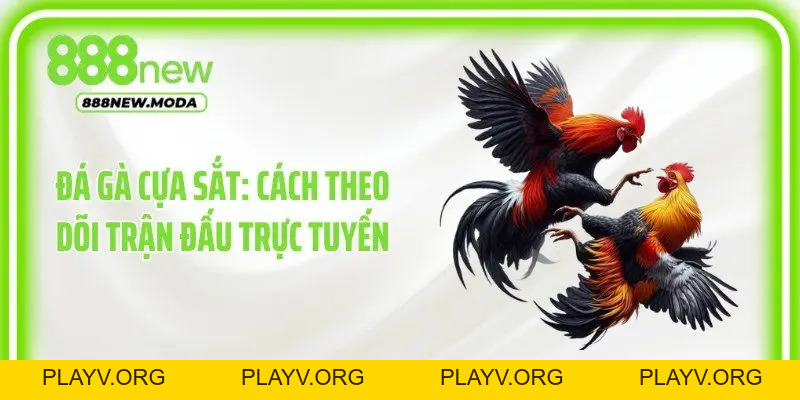 Đá Gà 888New - Cập Nhật Những Trận Đấu Kịch Tính Mỗi Ngày - PLAYV.ORG