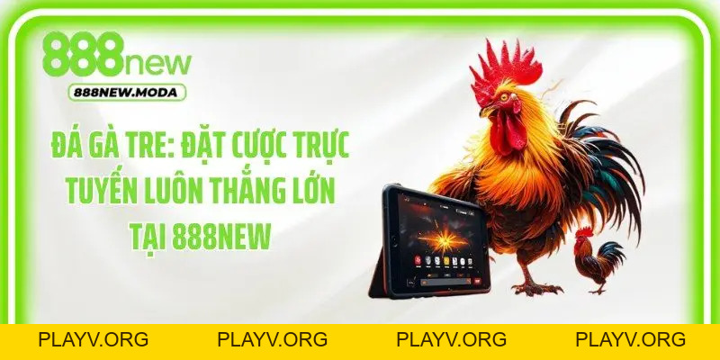 Đá Gà 888New - Cập Nhật Những Trận Đấu Kịch Tính Mỗi Ngày - PLAYV.ORG