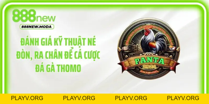 Đá Gà Thomo: