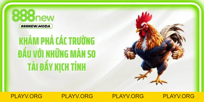 Đá Gà 888New - Cập Nhật Những Trận Đấu Kịch Tính Mỗi Ngày - PLAYV.ORG
