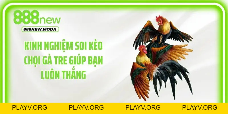 Đá Gà Tre: Đặt Cược Trực Tuyến Luôn Thắng Lớn Tại 888New - PLAYV.ORG