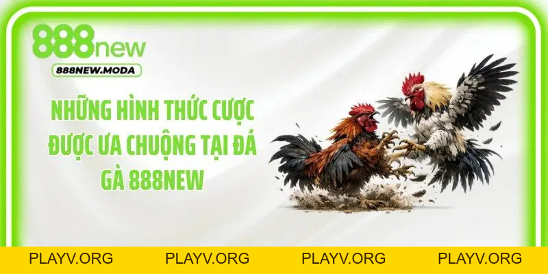 Đá Gà 888New - Cập Nhật Những Trận Đấu Kịch Tính Mỗi Ngày - PLAYV.ORG