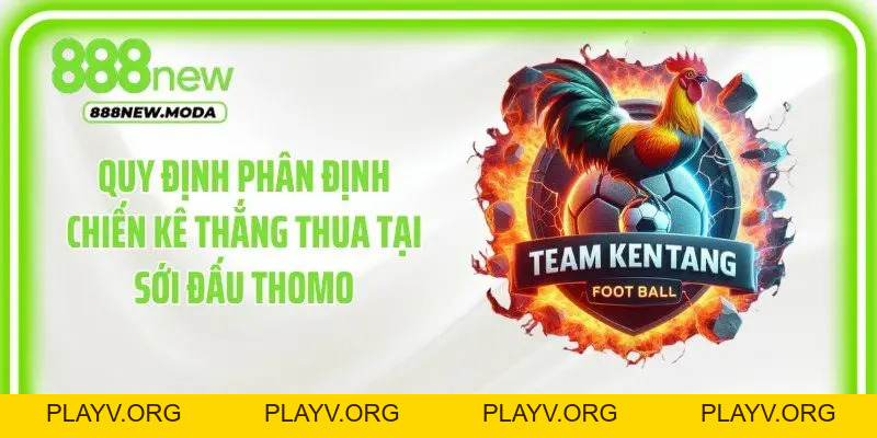 Đá Gà Thomo: