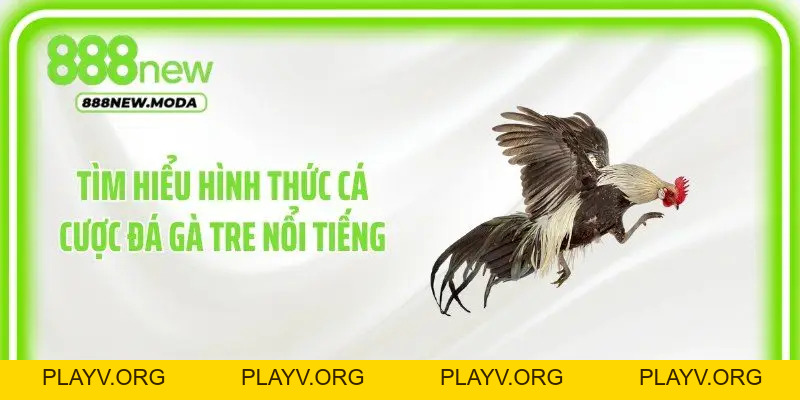 Đá Gà Tre: Đặt Cược Trực Tuyến Luôn Thắng Lớn Tại 888New - PLAYV.ORG